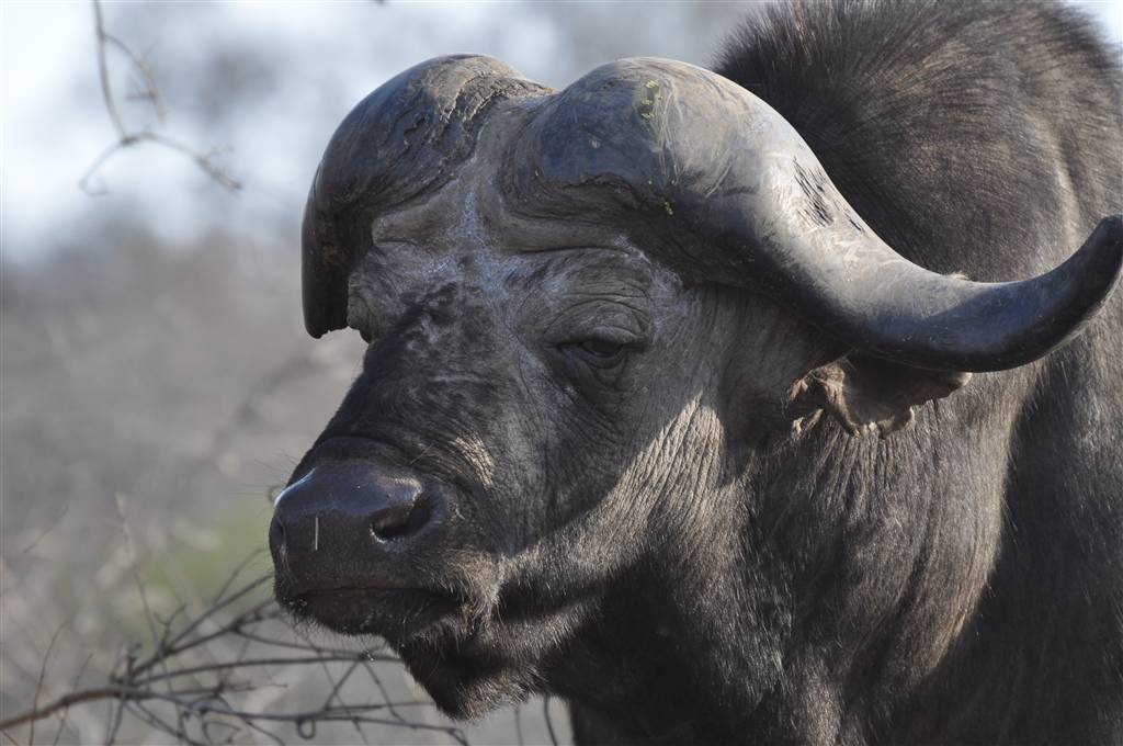 resized_5. Buffalo in the Kruger Park - Dewi Jackson