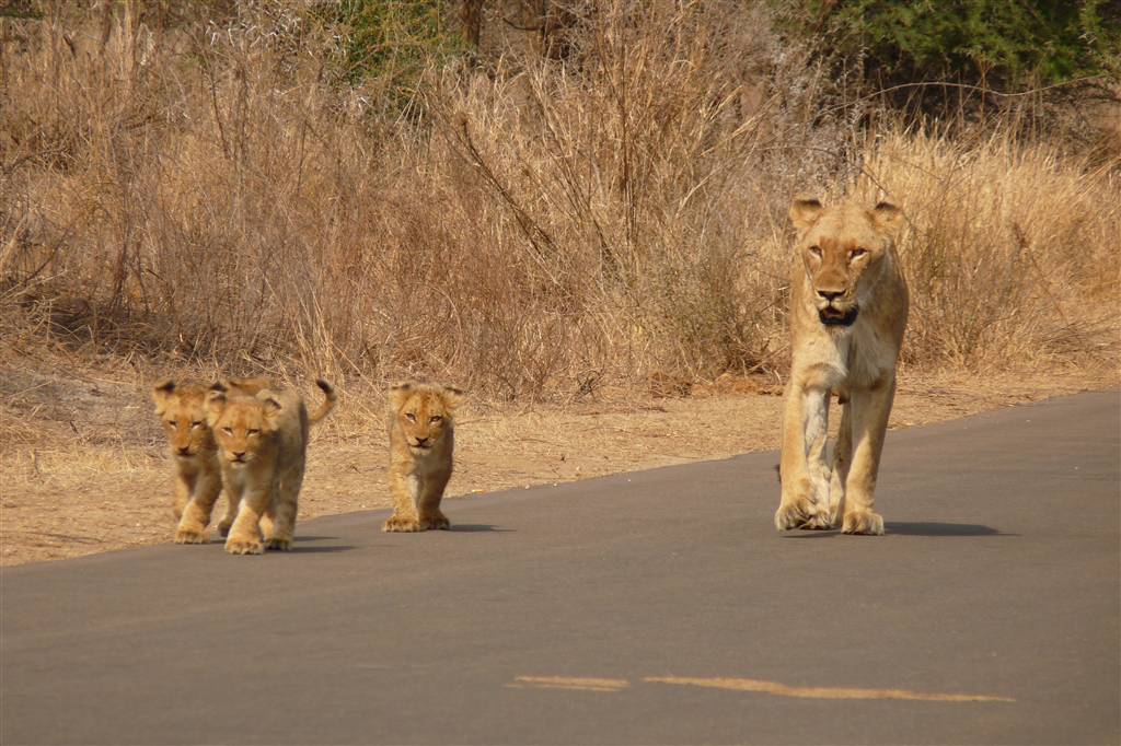 resized_6. Lions in the Kruger Park - Helen Eaton