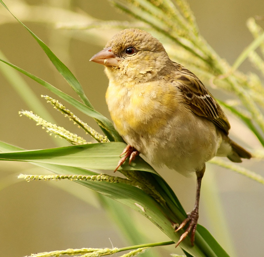 weaver