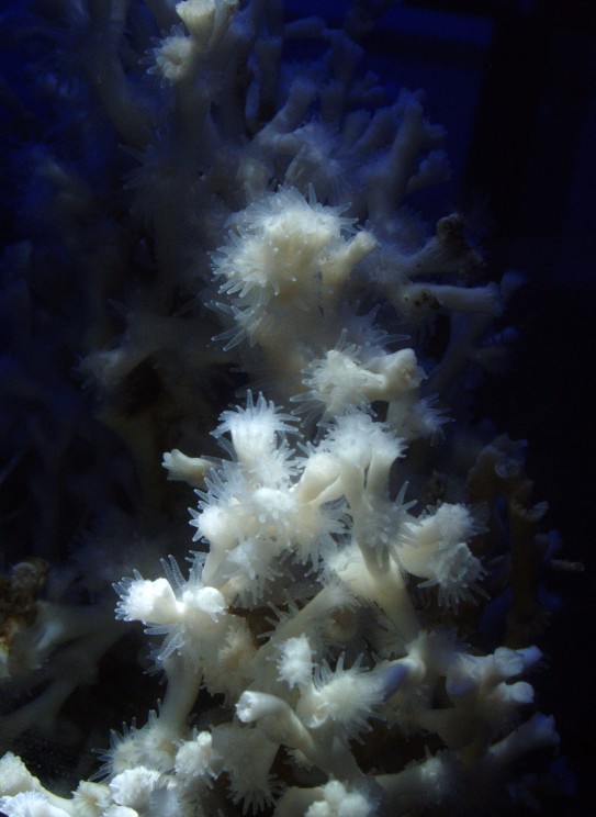 loph_polyps-c2_Armin_Form