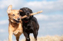 Dogs playing with a stick