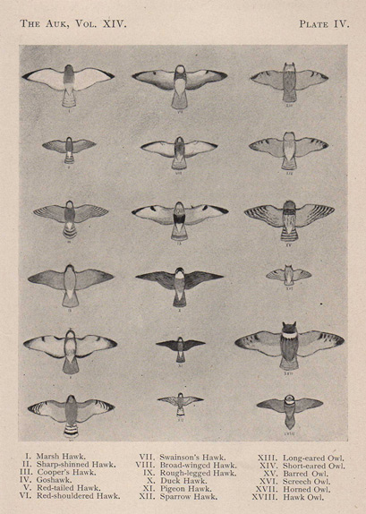 Seton’s raptors, Auk