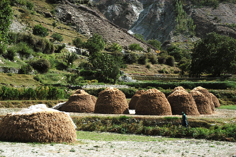 Wheat harvest, Chirah, Bagrote Valley, Gilgit Baltistan, Pakistan, 2007 by Zensky. Creative commons license via Wikimedia Commons.