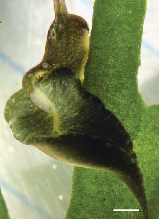 Elysia viridis feeding on Codium tomentosum. Lateral body flaps (parapodia) are present in both E. timida and E. viridis.