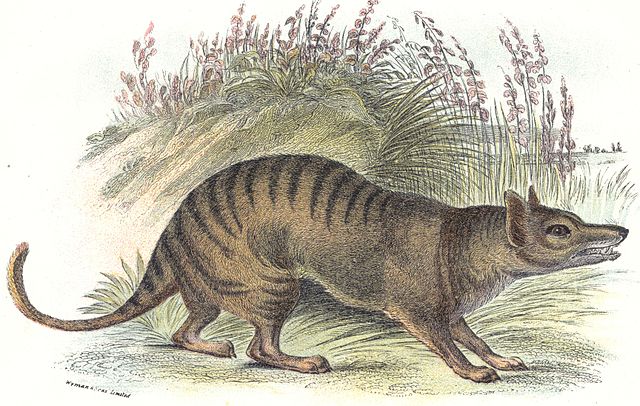 Thylacine, Tasmanian Tiger