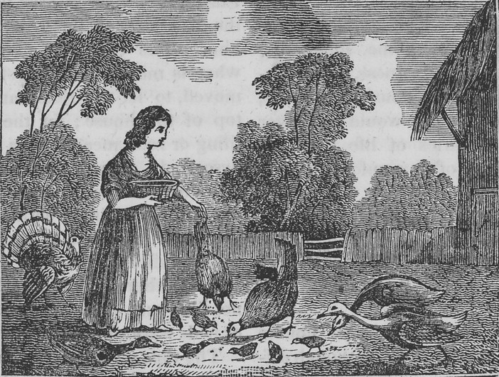 In the late eighteenth and nineteenth centuries, farmwomen in the East and Midwest commonly raised turkeys. To raise hearty birds, they frequently crossed wild and domestic strains by finding the eggs of wild turkeys and raising the birds with their domestic flocks. This illustration, which appeared in an 1833 children’s magazine, displays the popular association of farmwomen with the poultry yard. Credit: Parley’s Magazine for Children and Youth, Saturday, October 12, 1833, 42, Special Collections, University of Virginia Library. Used with permission