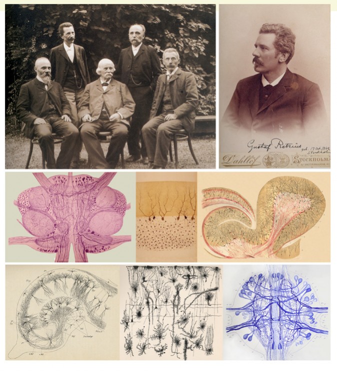 Top left photograph, from left to right, (pictured standing): Giulio Bizzozero (1846-1901) and Camillo Golgi (1843-1926); (pictured sitting): Edoardo Perroncito (1847-1936), Rudolf Albert von Kölliker (1817-1905) and Romeo Fusari (1857-1919). Courtesy of Paolo Mazzarello, Pavia University. Top right photograph, Magnus Gustaf Retzius (1842-1919) (Legado Cajal). Drawings, from left to right, (middle row): taken from Retzius (1891), Golgi (1882) and Fusari (1887); (bottom row): taken from Kölliker (1893), Retzius (1894) and Retzius (1891).