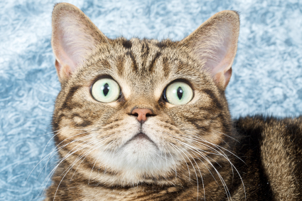 A stunned cat