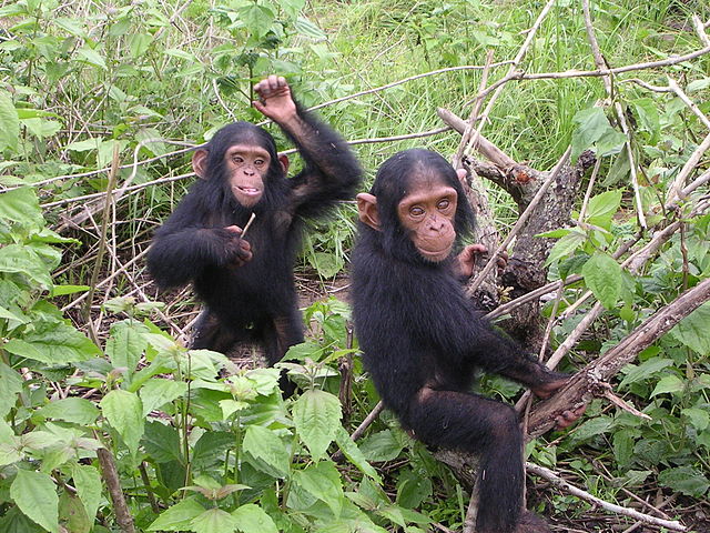 Young chimpanzees from Jane Goodall sanctuary of Tchimpounga (Congo Brazzaville). 12/9/06. Public domain via Wikipedia Commons.