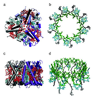 Figure 2. Structural models of the main light harvesting complexes found in plants (a,c) LHCII and purple bacteria (b,d) LH2.