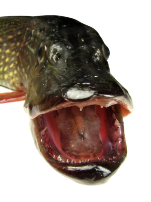 Many teeth and great "een" but no wall