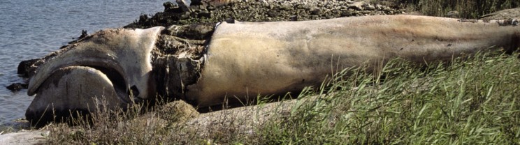 North Atlantic right whale 5 months after first seen entangled in 1999. The wound in the blubber coat dissected off by the rope and gillnet stretched over the dorsum between the two flippers is clearly visible. The skin has been lost through decomposition exposing white blubber. Photo Credit - Lisa Conger - New England Aquarium.