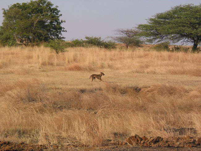 Free-ranging dog in Great Indian Bustard Wildlife Sanctuary, Maharashtra, India. Such dogs have the potential to greatly influence wildlife in the region. Photo by Matthew Gompper. Used with permission.