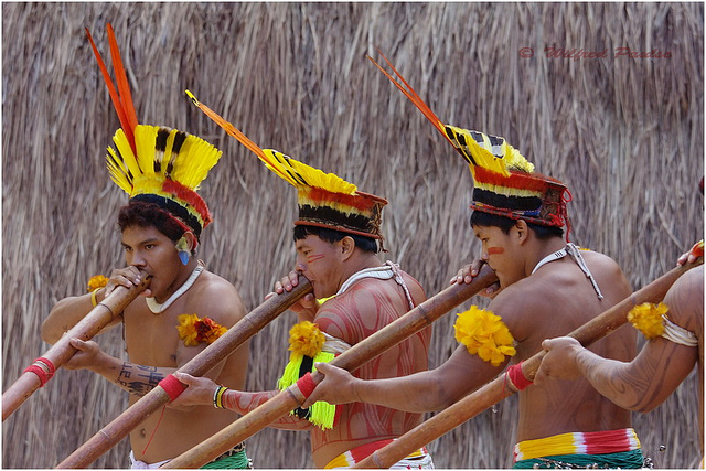 Kuriko Indians (Brazil) play Taquara Flutes. Dance, music, and ceremony are often interlinked in Indigenous cultures. Photo: Wilfred Paulse / Flickr.