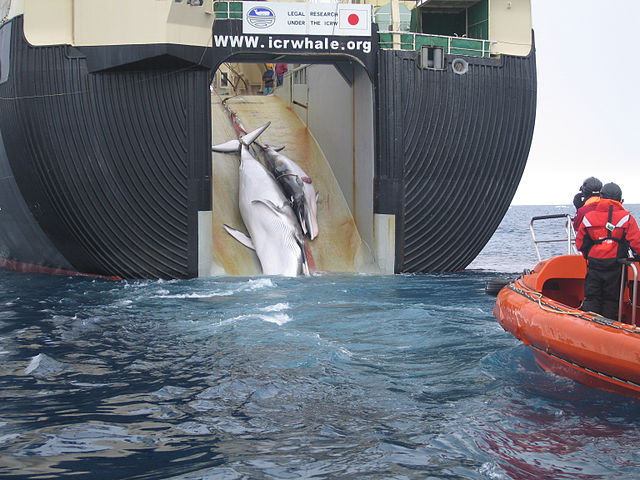 A Minke whale and her 1-year-old calf are dragged aboard the Nisshin Maru, a Japanese whaling vessel. Photo by Australian Customs and Border Protection Service, 6 February 2008. CC BY-SA 3.0 Australia via Wikimedia Commons