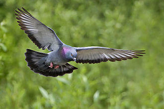 Feral Rock Dove. Photograph by Andrew D. Wilson. CC BY-SA 2.5 via Wikimedia Commons.
