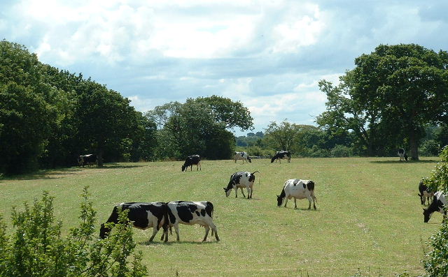 Inglewhite, Lancashire.  (Cowfield. Grazing south of Langley Lane. Photo by Chris Shaw. CC BY-SA 2.0 via Wikimedia Commons)