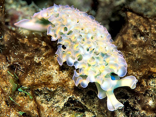 Image credit: Lettuce sea slug, by Laszlo Ilyes. CC-BY-SA-2.0 via Flickr.