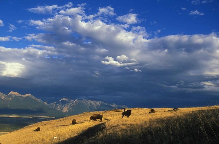Expansive view of bison grazing on a mountainside by Hagerty Ryan, U.S. Fish and Wildlife Service. Public Domain via Wikimedia Commons.