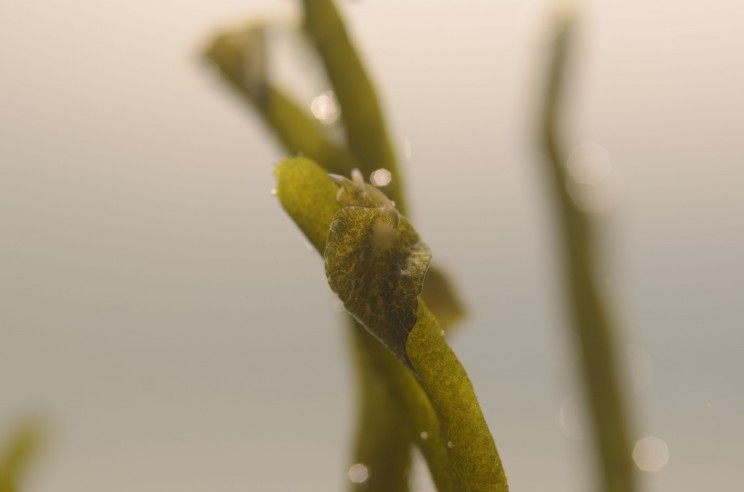 slug