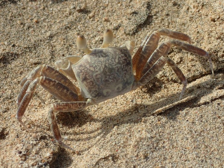 A classic crawler.