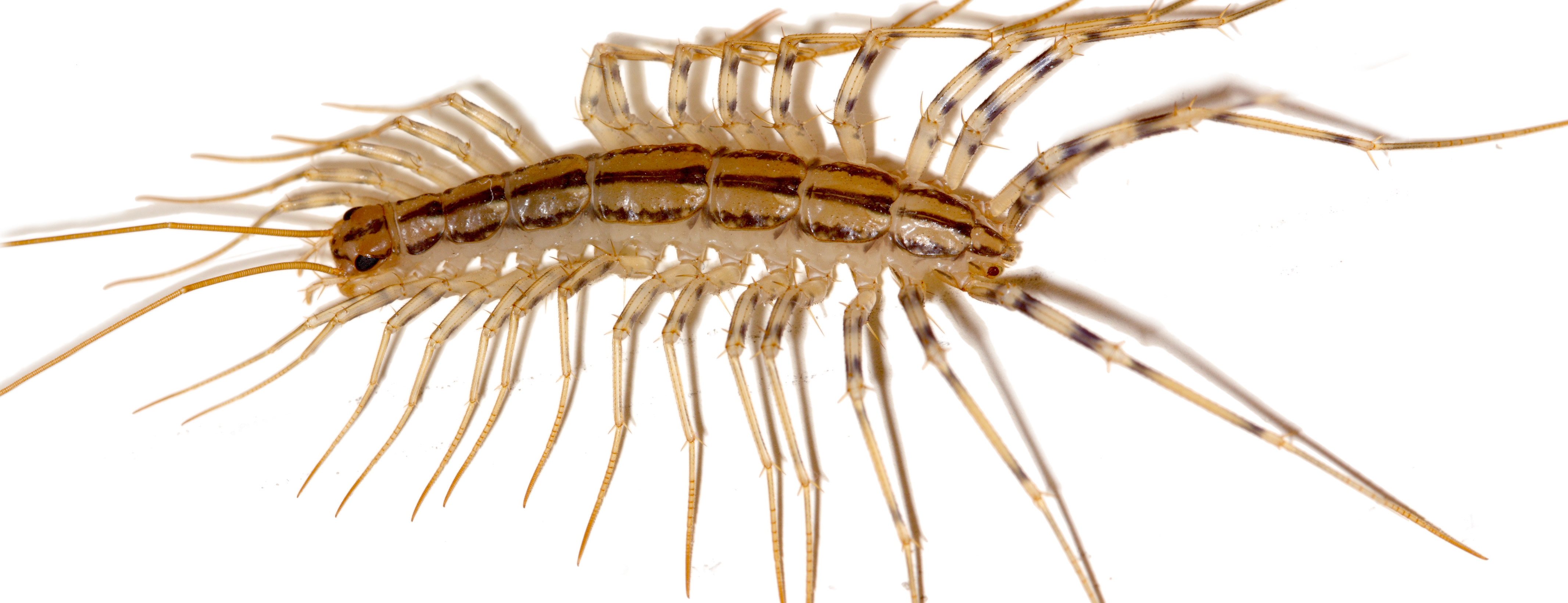 What Are Those Terrifying Centipede Like Things OUPblog   Scutigera Coleoptrata2 