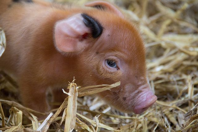 Micro pig, by LWP Kommunikacio. CC-BY-2.0 via Flickr.