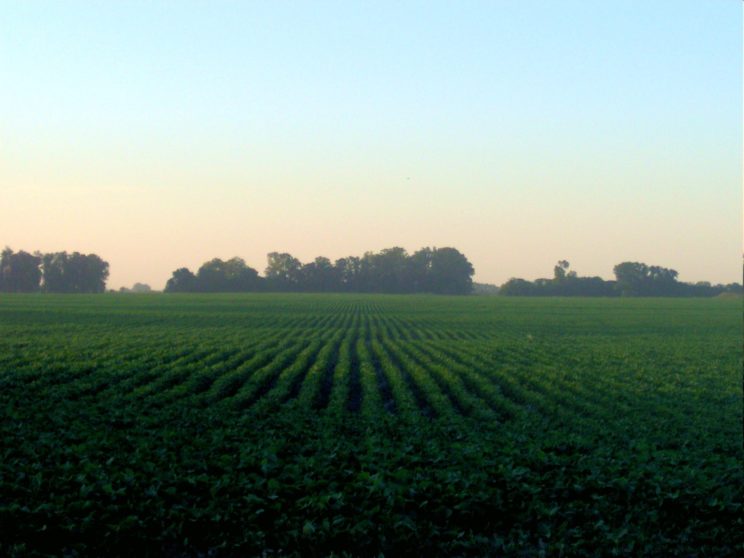 Soybean field in the Proivince of Buenos Aires, Argentina