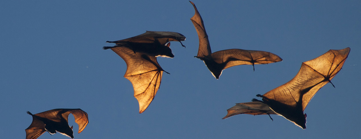 Animal of the month: 10 facts about bats | OUPblog