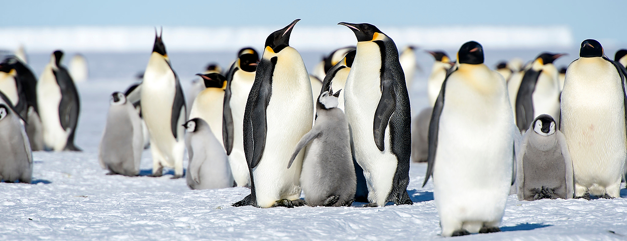 Dynasties: Emperor Of All Penguins | OUPblog