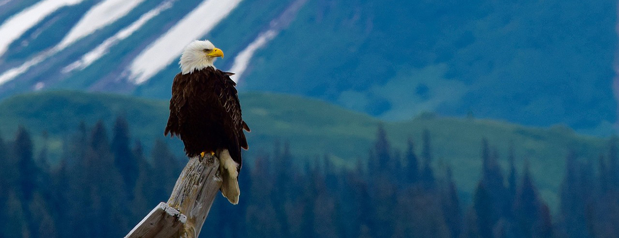 Animal Spotlight 7 Facts About North American Eagles Oupblog