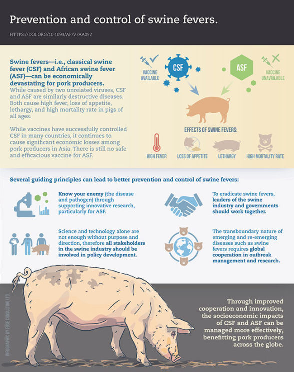 Animal Frontier swine fever infographic