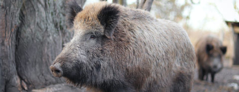 The power of pigs: tension and taboo in Haifa, Israel