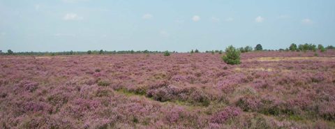 Etymology of "heath" and "heathen"