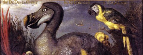 Dodo or dude? The origin and history of the word dude