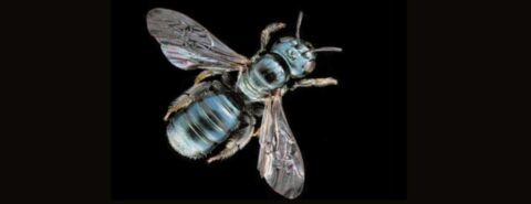 The social code: deciphering the genetic basis of hymenopteran social behavior by Casey McGrath on the OUP blog
