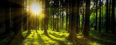 "Think like a forest": how forest literature can help us fight climate change by Robert Spencer, author of "Conjectures on Forest Literature" published in Forum for Modern Language Studies (OUP)