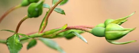 Photo of green flower buds. Confronting bud and buddy by the Oxford Etymologist on the OUP blog