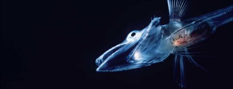 Photo of an icefish to illustrate the blog post "Looking through the ice: cold-adapted vision in Antarctic icefish" by Casey McGrath on the OUP blog