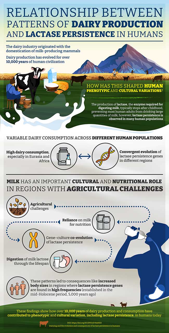 Infographic titled "The relationship between patterns of dairy production and lactase persistence in humans." 