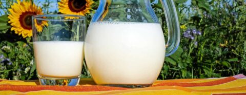 A glass of milk next to a glass jug of milk in front of a sunflower garden to illustrate the blog post "The rise of dairy consumption [infographic]"