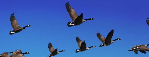 A flock of geese in flight against a blue sky.