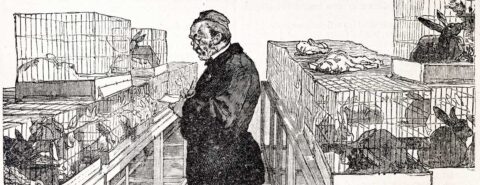 Black and white illustration of Pasteur animal testing with rabbits in wire cages.