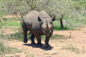 image of Black rhinoceros