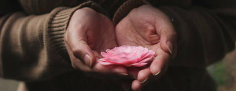 Person holding pink-petaled flower