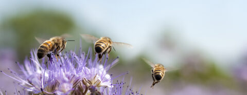 Three honey bees flying away from a purple flower in a flower field.