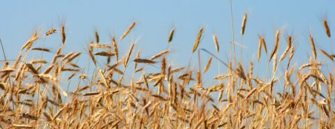 Rye fields near Mieroszyno