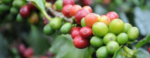 Coffee plant with ripening beans