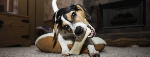 Jack Russell biting bone on floor