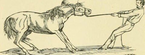 Illustration of a man colt training